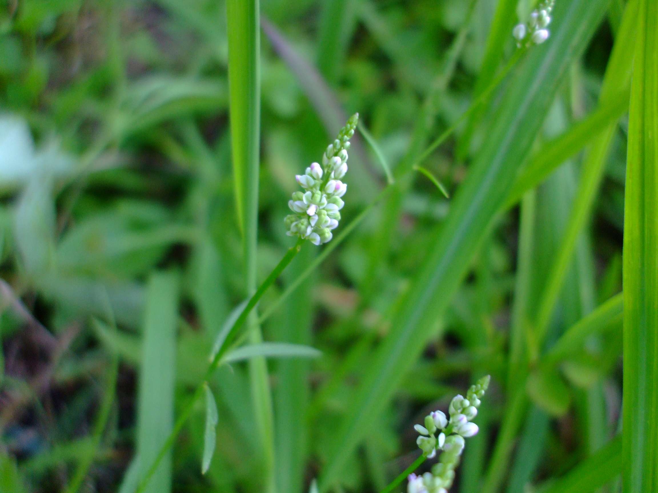 Polygala verticillata
